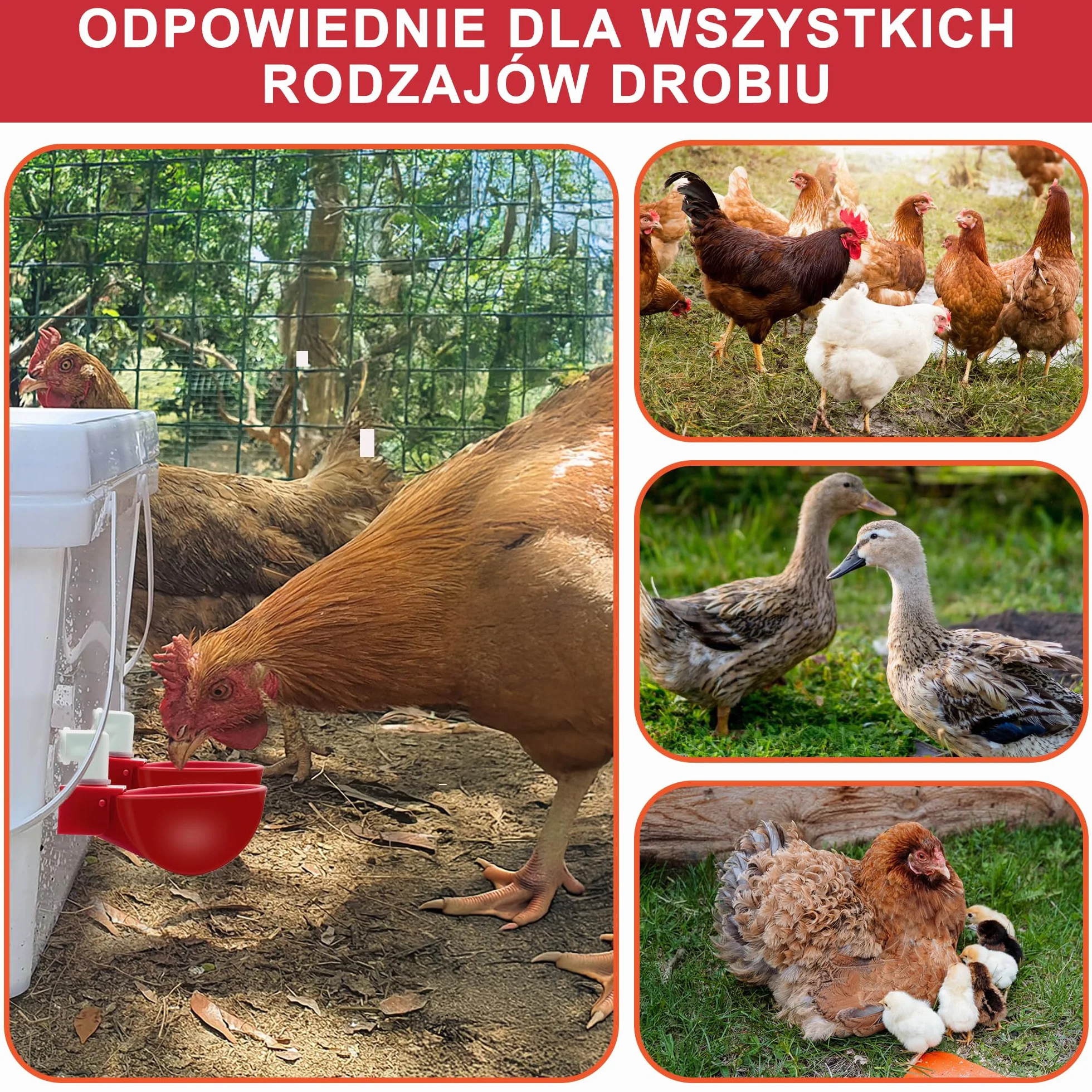 ZenxyHoC Poidło dla Kurcząt DIY - 6 Sztuk Kubków na Wodę, Dozownik z Głowicą do Odprowadzania, Automatyczny Zestaw dla Kur, Kaczek, Gęsi, Indyków