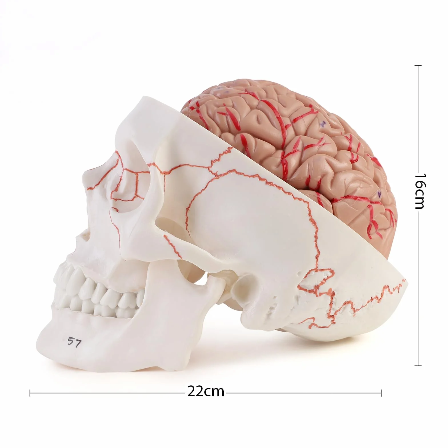 ERWEY anatomiczny model czaszki i mózgu, Anatomiczny ludzki model głowy z mózgiem i grawerowanym laserowo tekstem, w skali 1:1, Zdejmowana dorosła ludzka czaszka z 8 częściami