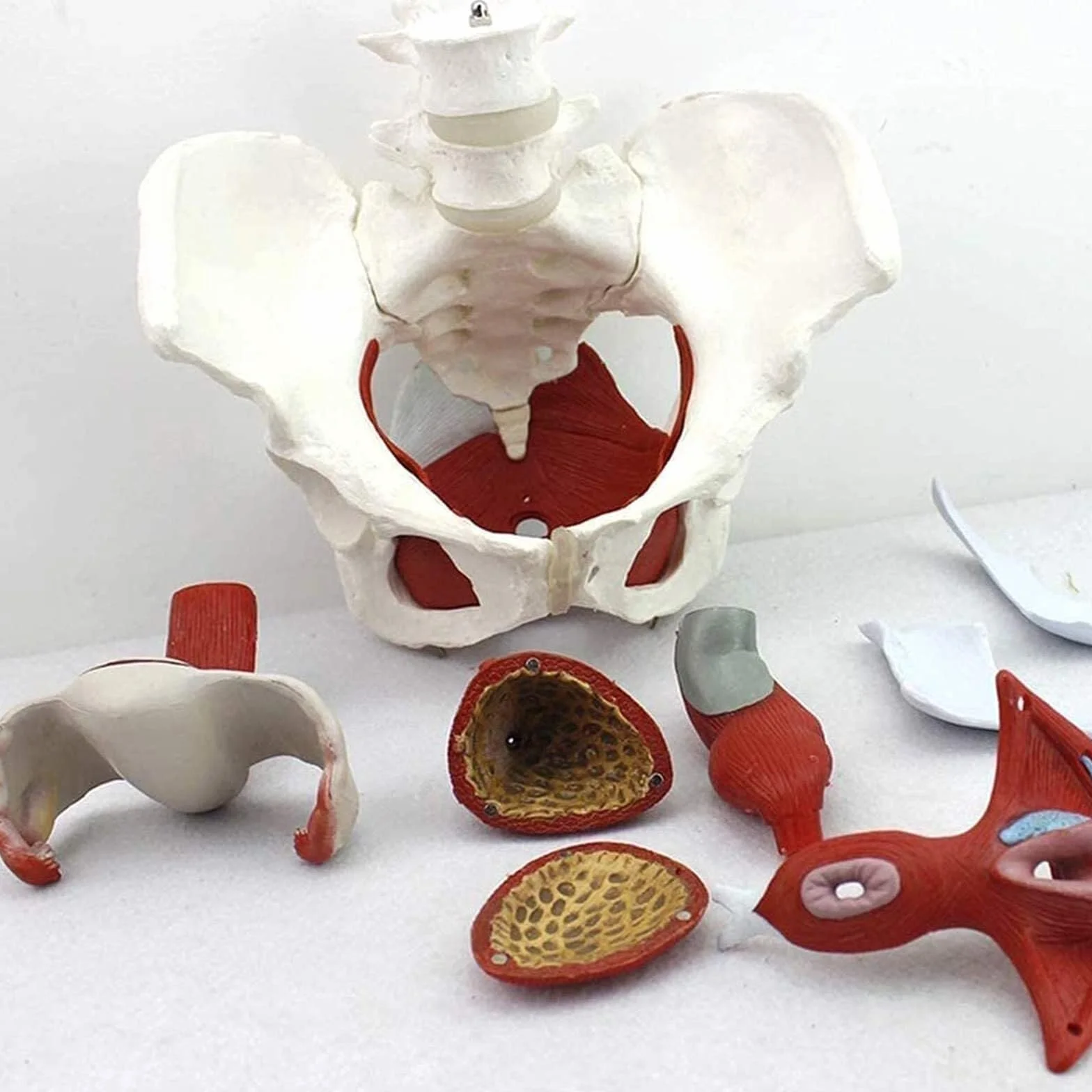Anatomiczna medyczna kobieca miednica ze zdejmowanymi narządami. Naturalna wielkość kobieca model miednicy dla medycyny i nauczania
