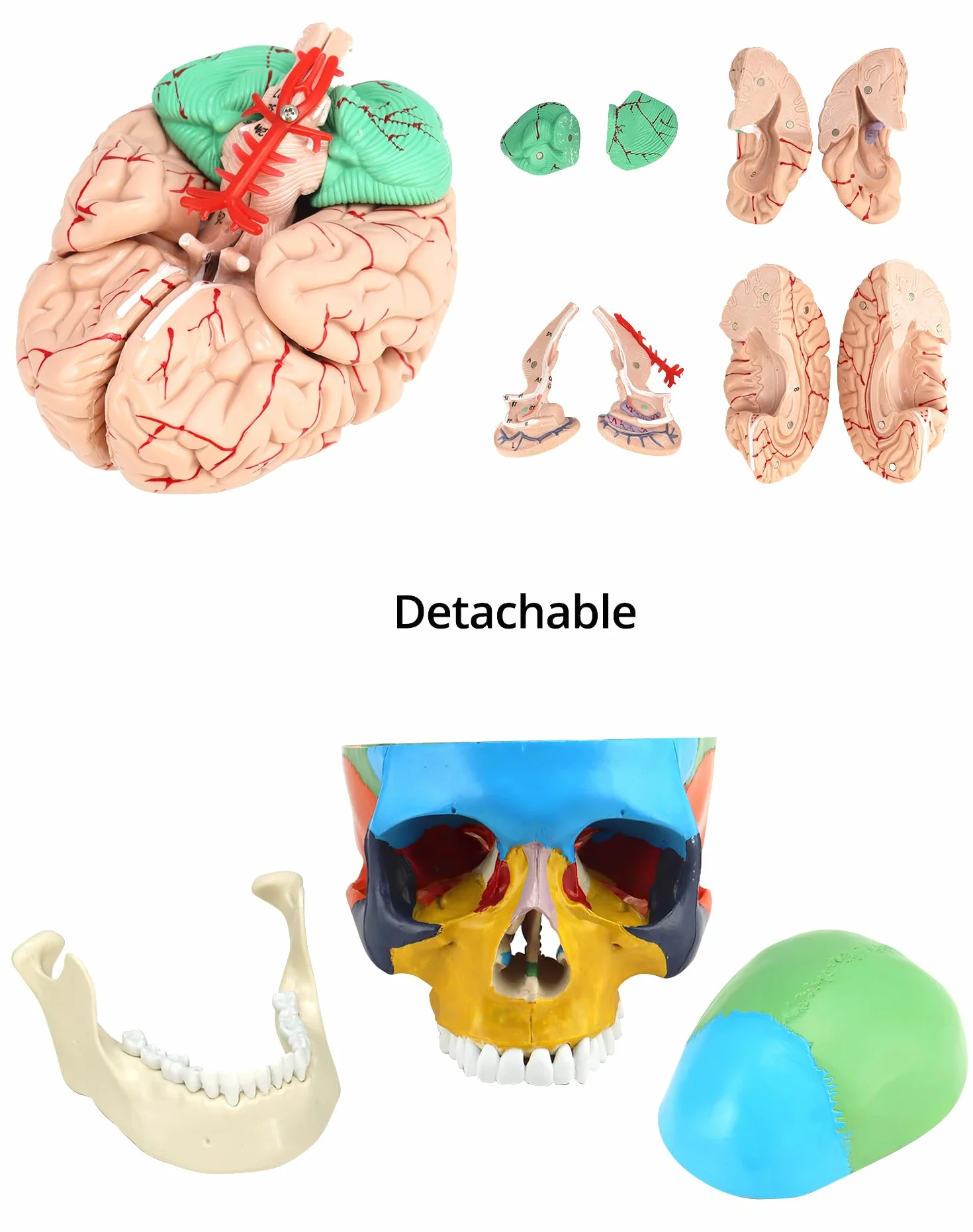 QWORK® 3-częściowy model czaszki i 8-częściowy model mózgu z liczbami, model anatomiczny naturalnej wielkości 1:1 do nauczania medycyny