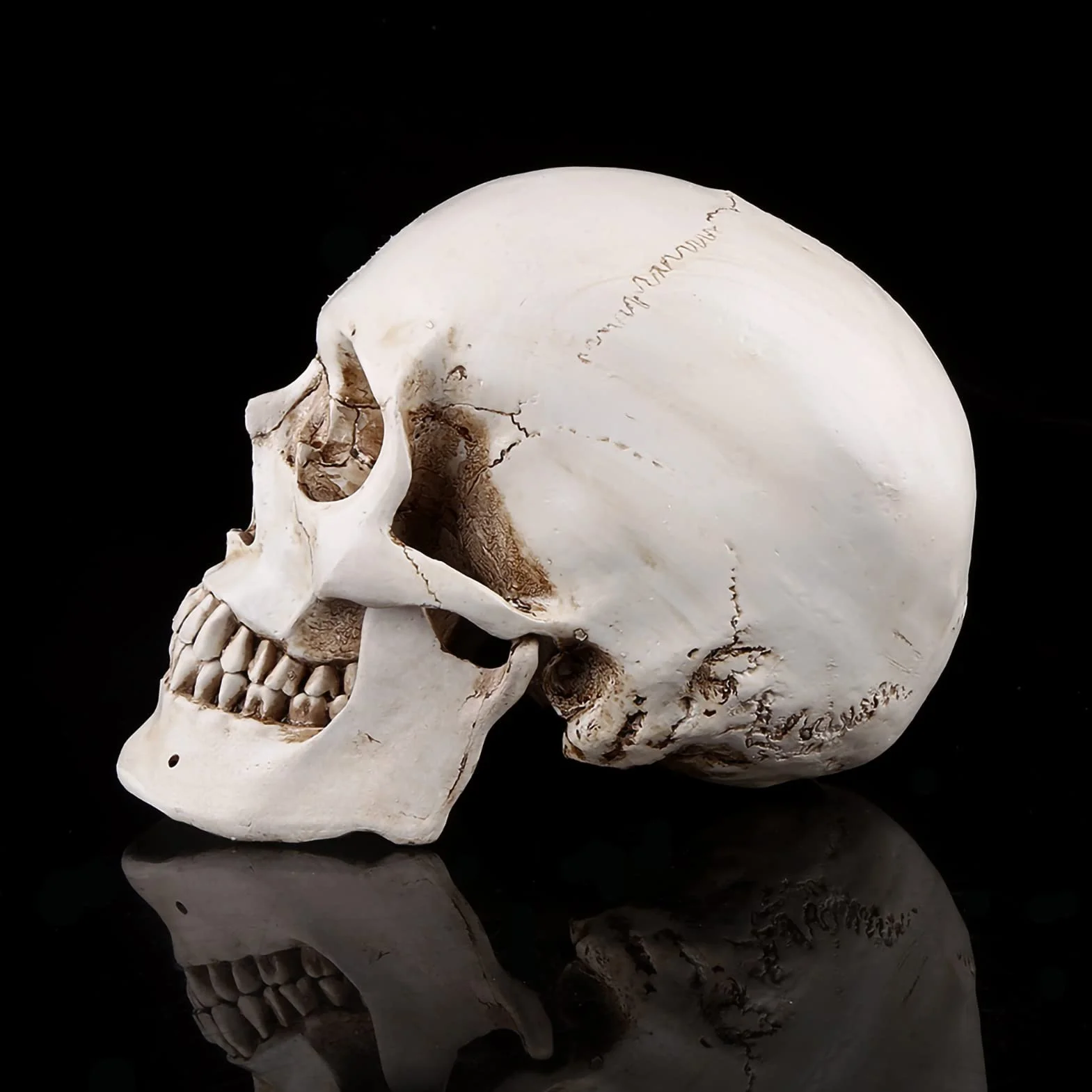 Realistyczna Replika Czaszki Ludzkiej, Biała żywica, z Ruchomą Szczęką, Model Anatomiczny na Halloween