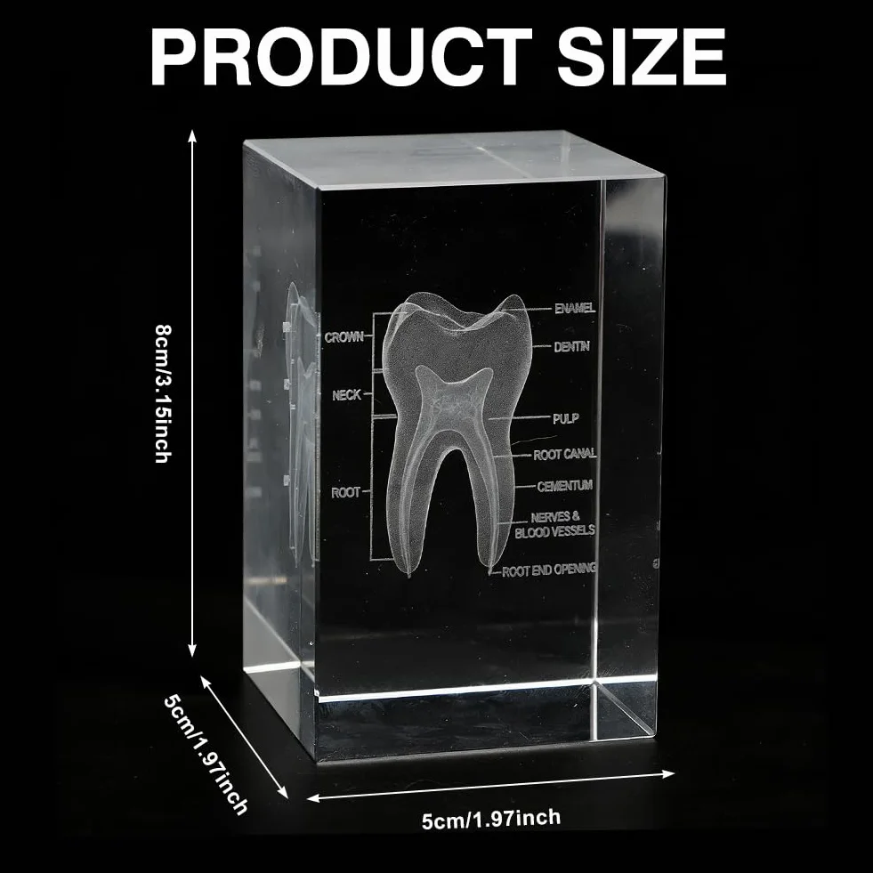 Anatomiczny model z kryształami zębowymi 3D – sześcienny anatomiczny model zębów do medycyny i dekoracji, prezent dla dentystów