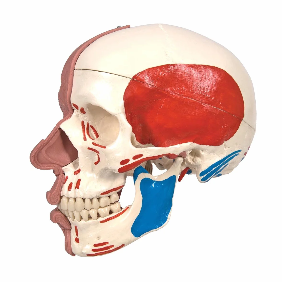 3B Scientific 1020181 Anatomia człowieka - Model czaszki z mięśniami twarzy i połączeniami magnetycznymi + bezpłatne oprogramowanie do anatomii - Inteligentna anatomia 3B