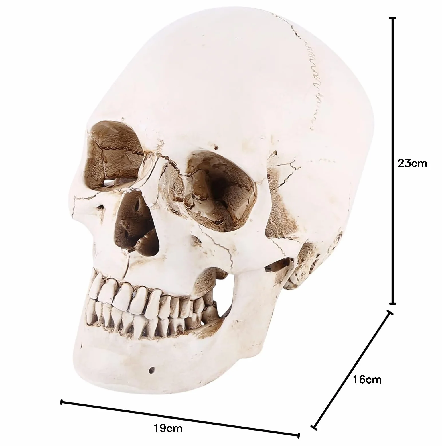 Realistyczna Replika Czaszki Ludzkiej, Biała żywica, z Ruchomą Szczęką, Model Anatomiczny na Halloween