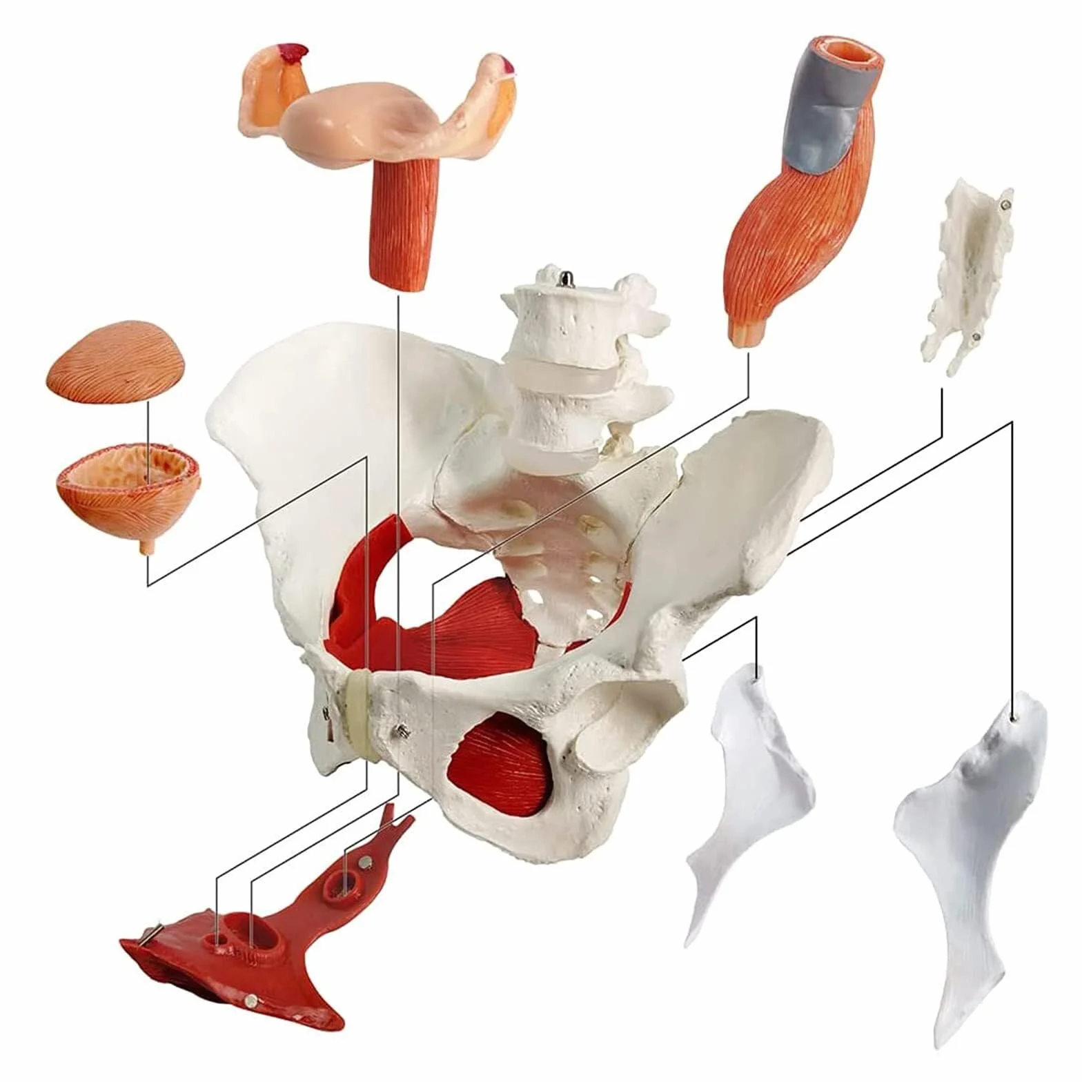 Anatomiczna medyczna kobieca miednica ze zdejmowanymi narządami. Naturalna wielkość kobieca model miednicy dla medycyny i nauczania