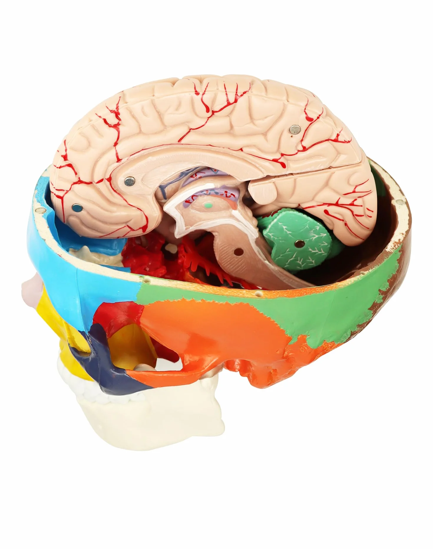QWORK® 3-częściowy model czaszki i 8-częściowy model mózgu z liczbami, model anatomiczny naturalnej wielkości 1:1 do nauczania medycyny
