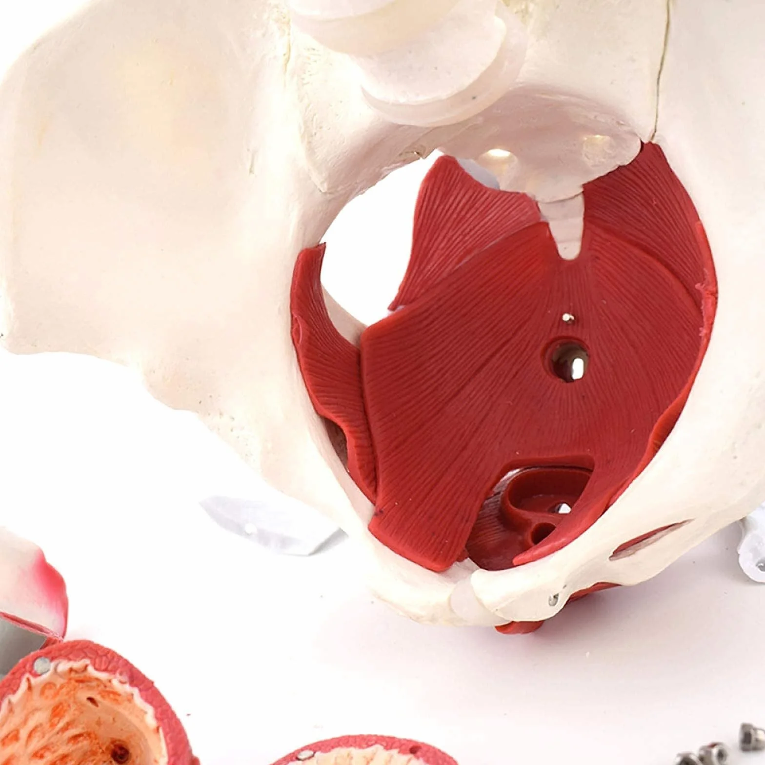 Anatomiczna medyczna kobieca miednica ze zdejmowanymi narządami. Naturalna wielkość kobieca model miednicy dla medycyny i nauczania