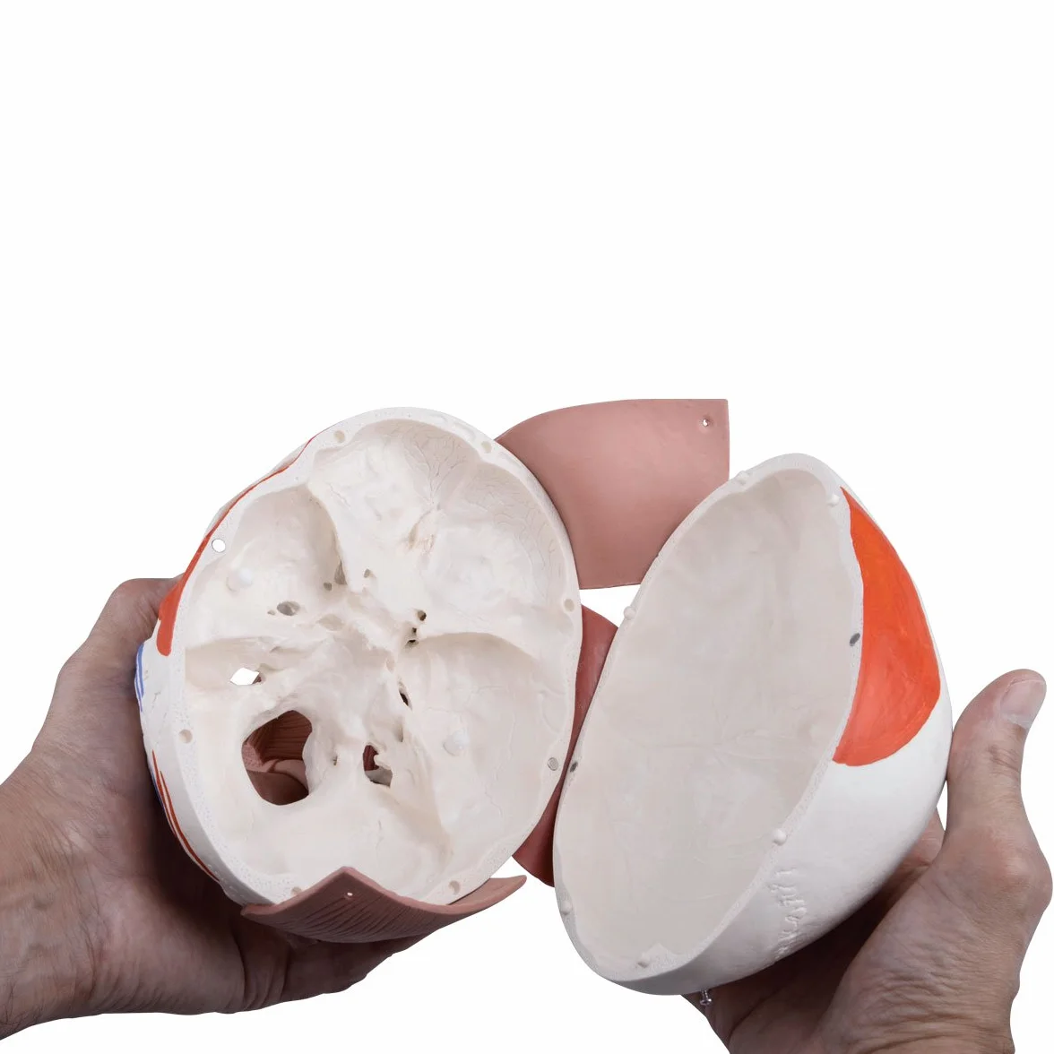 3B Scientific 1020181 Anatomia człowieka - Model czaszki z mięśniami twarzy i połączeniami magnetycznymi + bezpłatne oprogramowanie do anatomii - Inteligentna anatomia 3B
