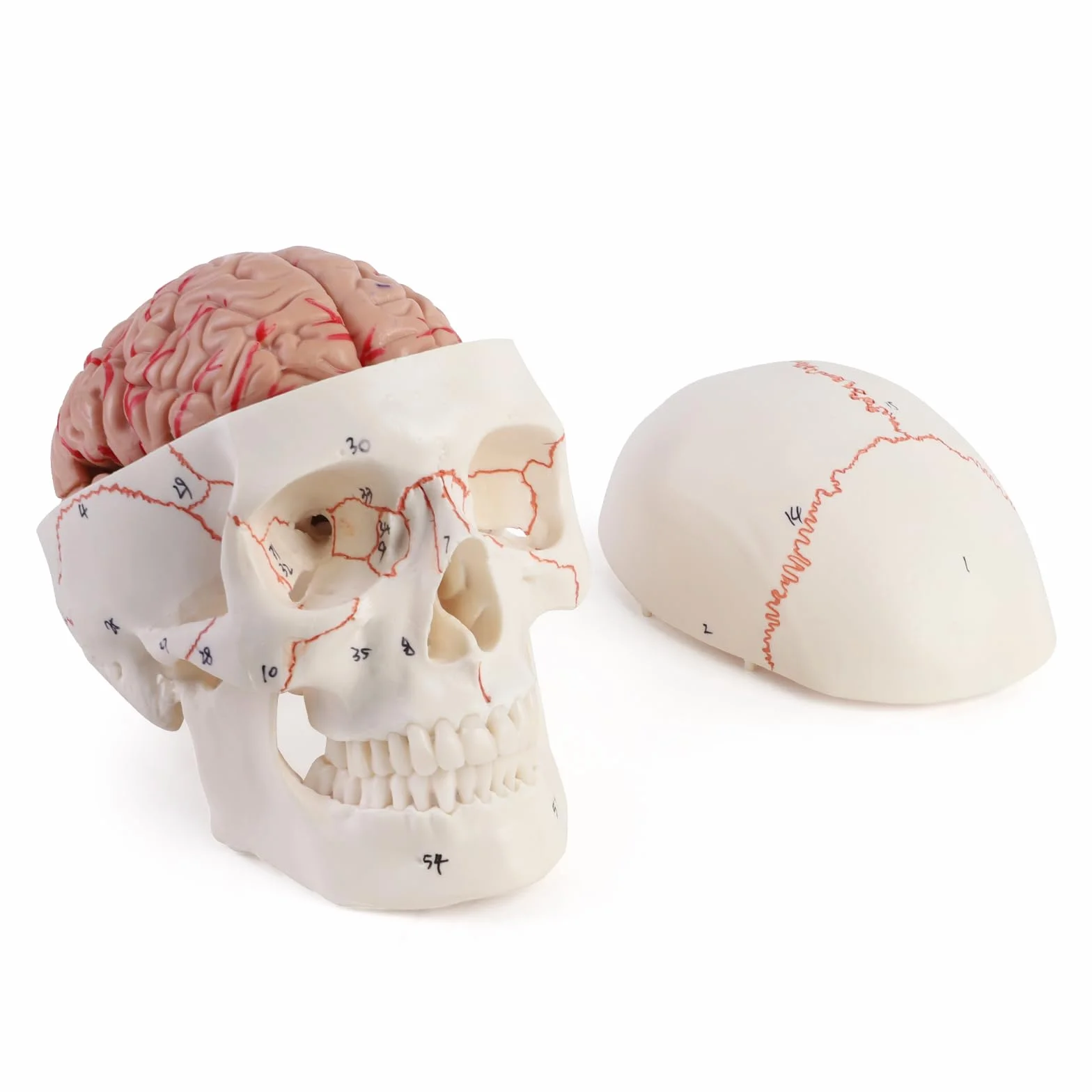 ERWEY anatomiczny model czaszki i mózgu, Anatomiczny ludzki model głowy z mózgiem i grawerowanym laserowo tekstem, w skali 1:1, Zdejmowana dorosła ludzka czaszka z 8 częściami