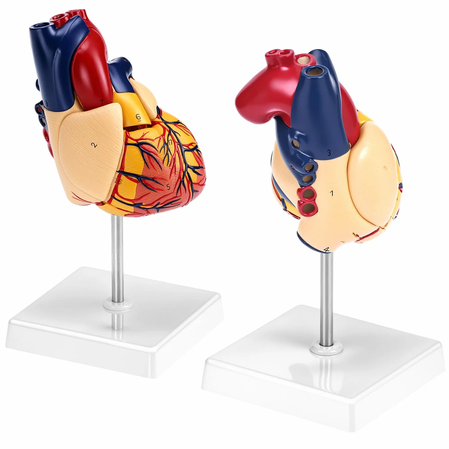 QWORK® Scientific Human Heart Model for Anatomy, 2-częściowe modele serca naturalnej wielkości z 34 oznaczeniami anatomicznymi i podstawą z PVC do lekcji szkolnych